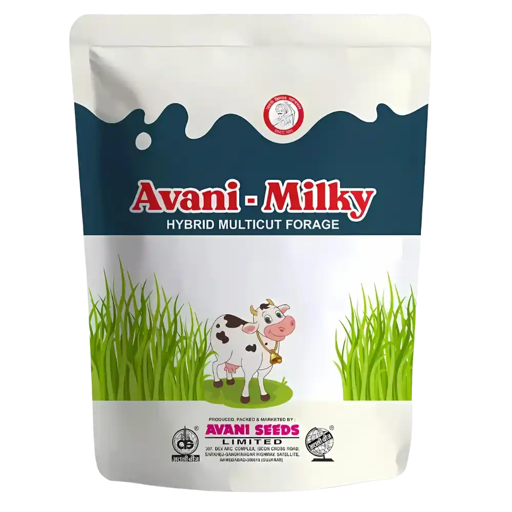 Hybrid Multicut forage 
Avani  - Milky