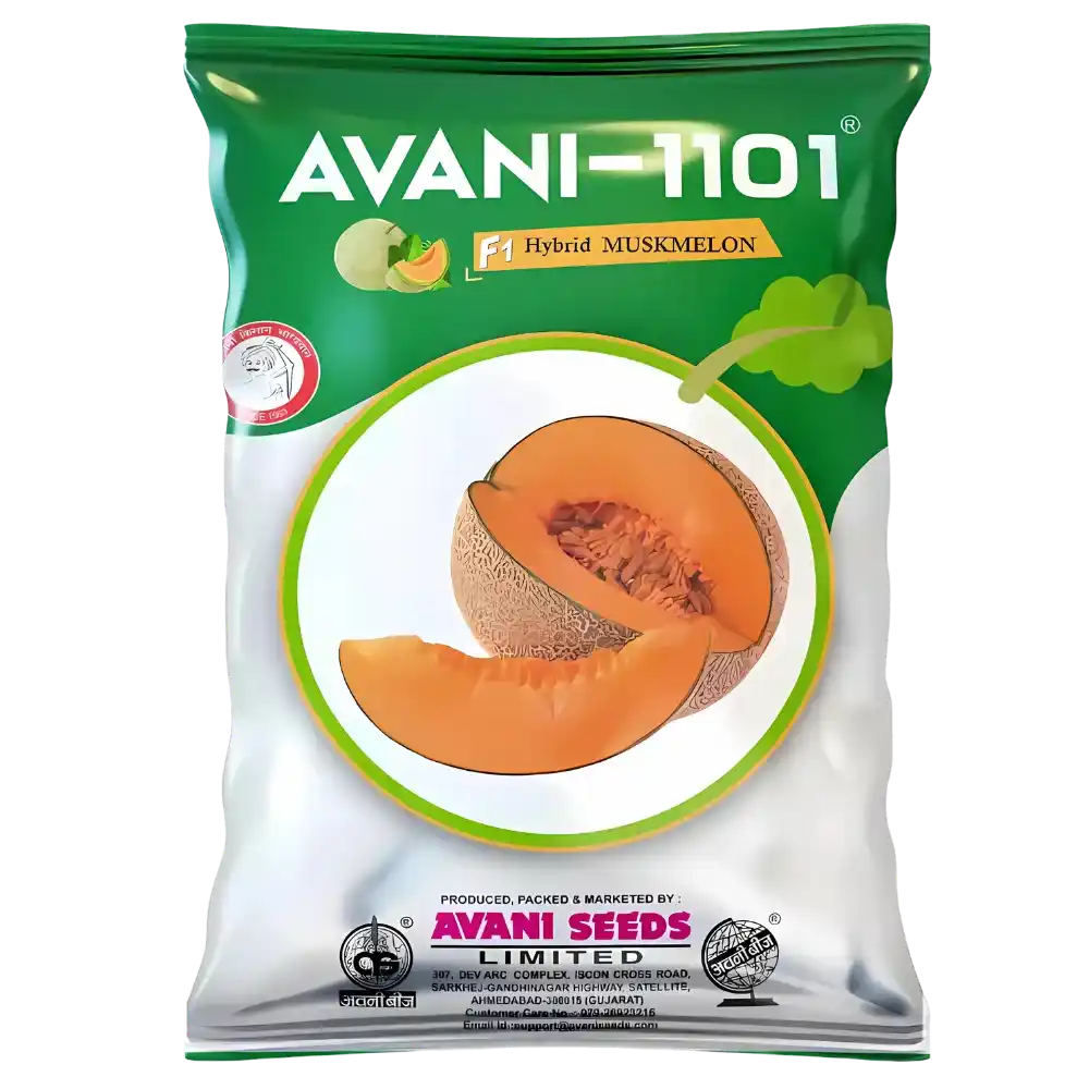 Hybrid Muskmelon  AVANI – 1101