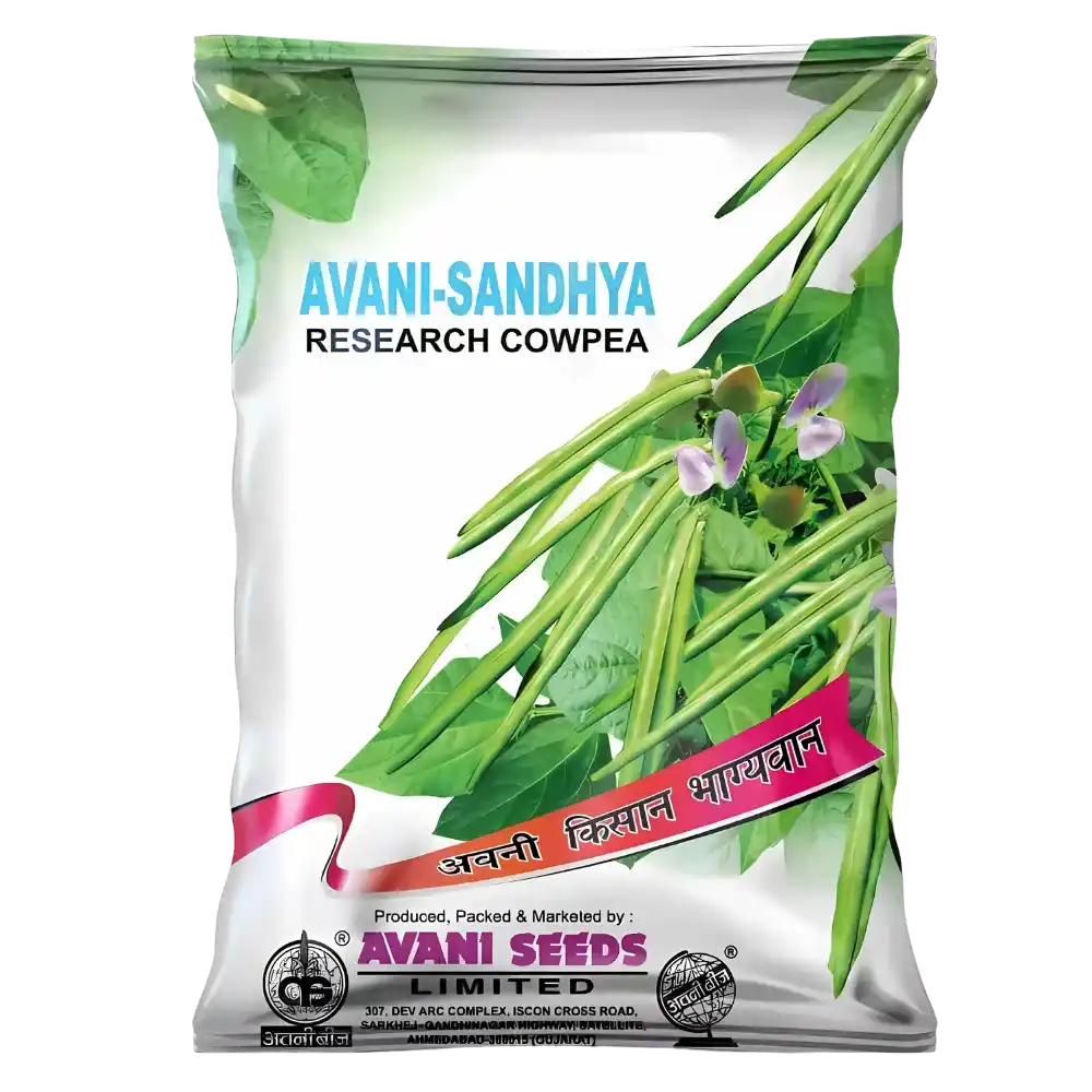 Research Cowpea  AVANI Sandhya