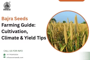 Bajra Seeds Farming Guide