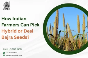 Hybrid or Desi Bajra Seeds