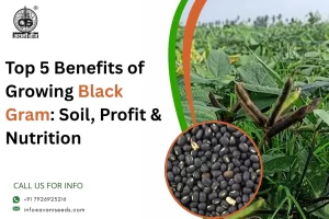 Benefits of Growing Black Gram