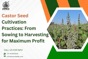 Castor Seed Cultivation Practices