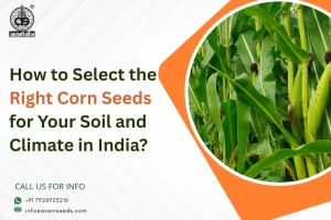 How to Select the Right Corn Seeds