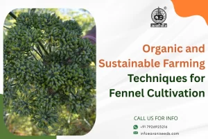 Organic and Sustainable Farming Techniques for Fennel Cultivation