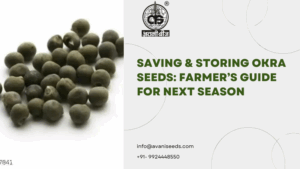 Savings and Stroing Okra Seeds