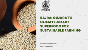 Bajra: Gujarat's Climate-Smart Superfood for Sustainable Farming