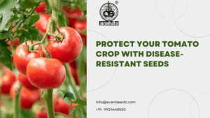 Protect Tomato Crop