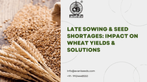 Late Sowing & Seed Shortages