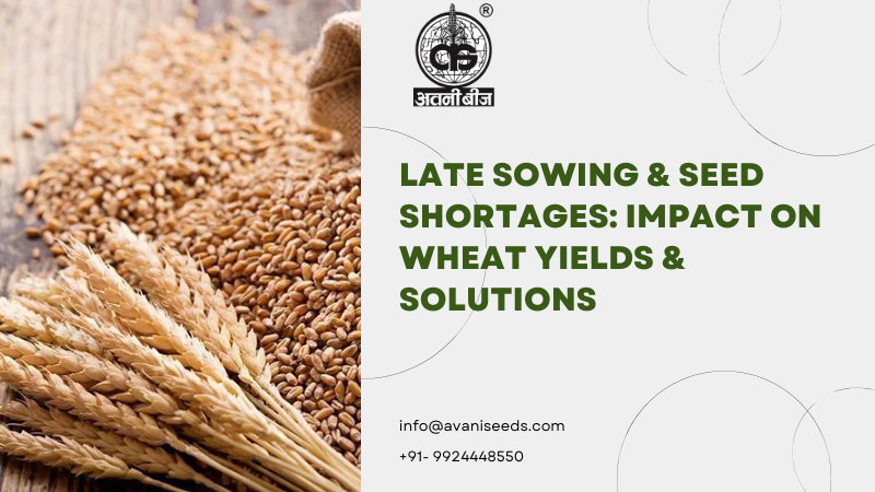 Late Sowing & Seed Shortages