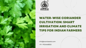 Water-Wise Coriander