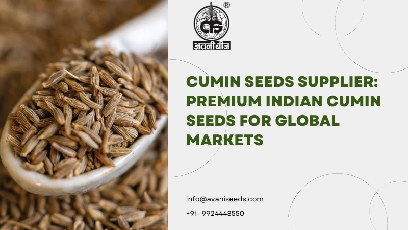 Premium cumin seeds supplier for global export
