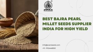 Best Bajra Pearl Millet Seeds Supplier India for High Yield