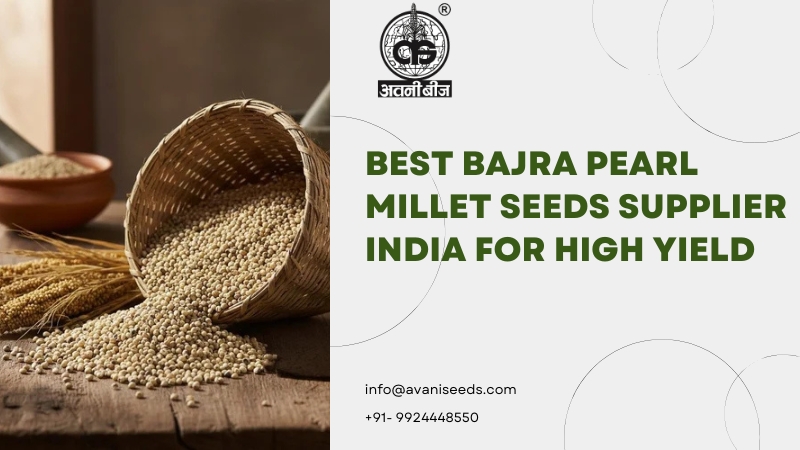 Best Bajra Pearl Millet Seeds Supplier India for High Yield