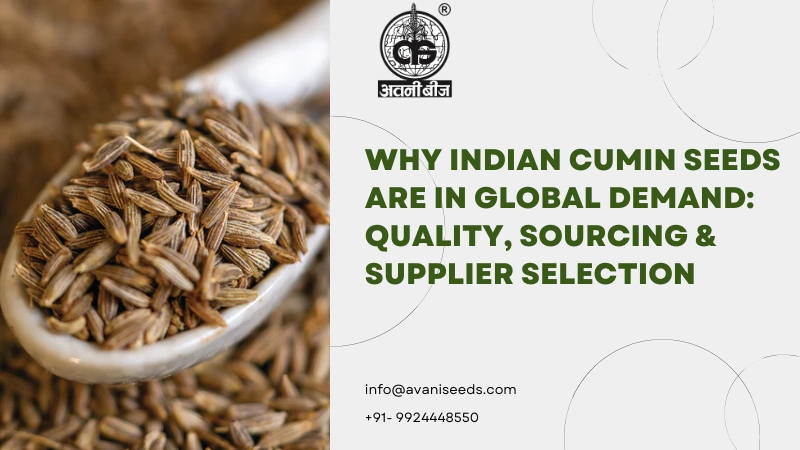 Cumin Seeds Supplier India