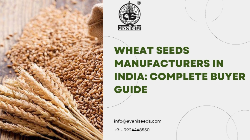 Wheat Seeds Manufacturers in India: Complete Buyer Guide