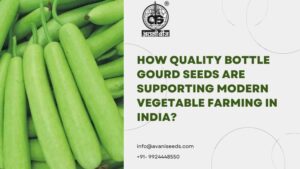 Quality bottle gourd seeds for modern vegetable farming