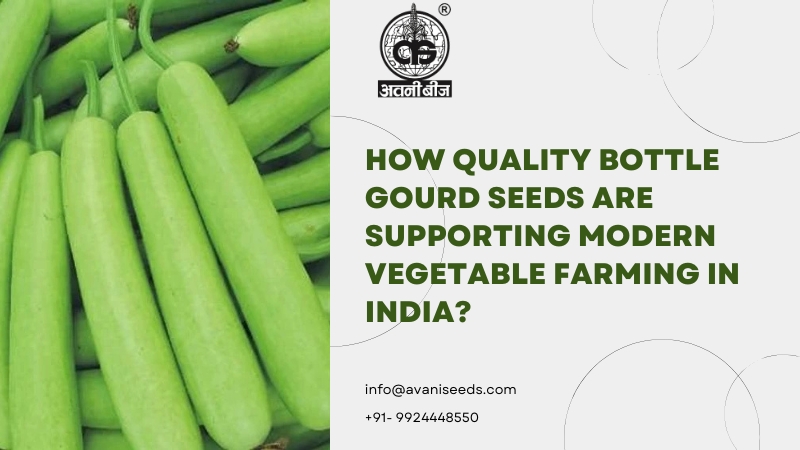Quality bottle gourd seeds for modern vegetable farming
