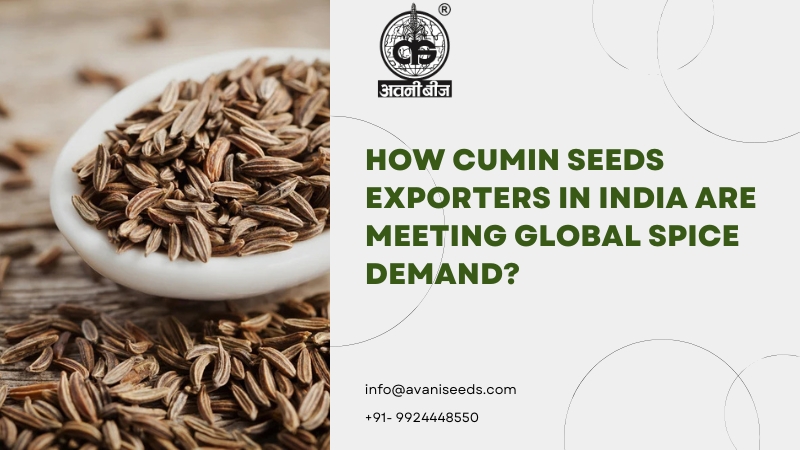 Cumin Seeds Exporters India