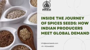 Avani Seed spices seeds producer company in India offering quality seeds