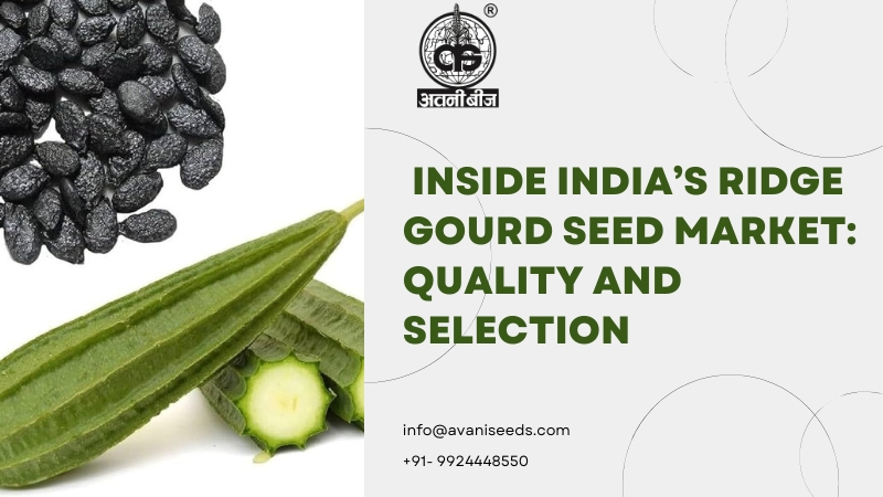Ridge Gourd Seeds Producer in India