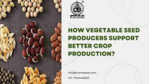 Vegetable seed producers supporting better crop production with high-quality vegetable seeds