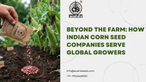 Corn Seeds Exporter India supplying quality corn seeds to global growers