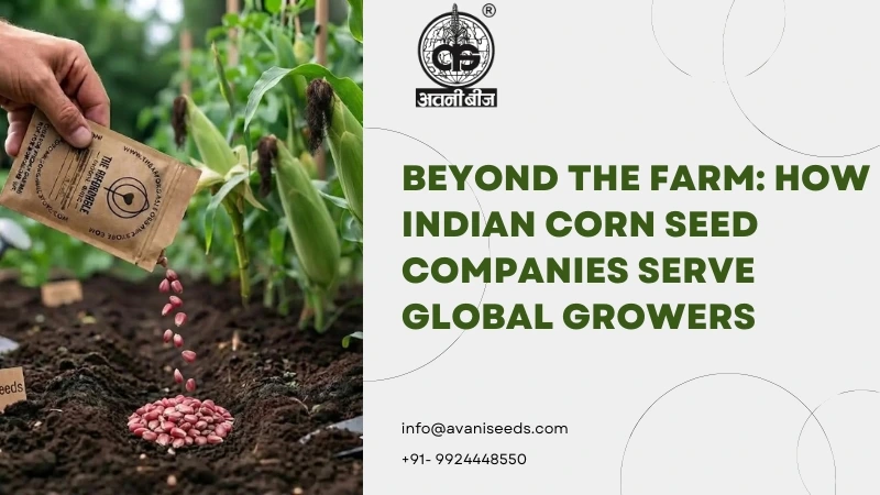Corn Seeds Exporter India supplying quality corn seeds to global growers