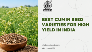 Healthy cumin crop in a field showing high-yield cumin seed varieties