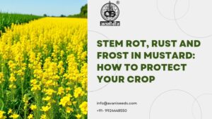 Healthy mustard crop in flower protected from stem rot, rust and frost