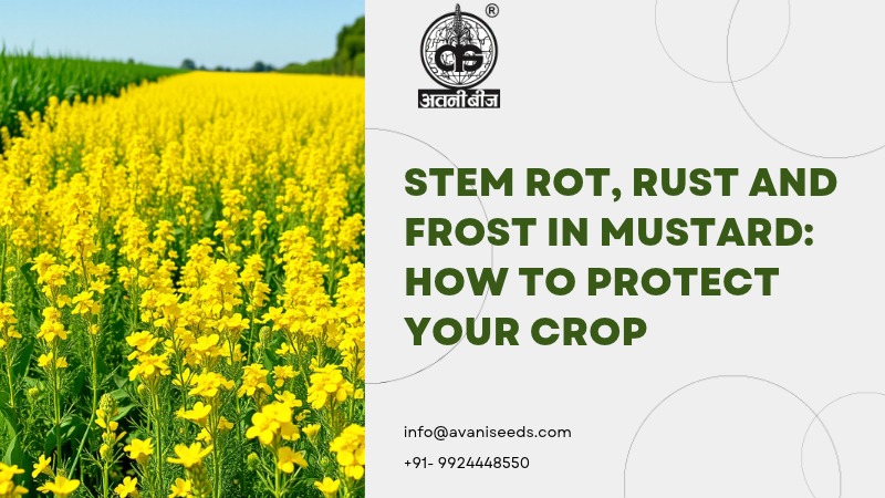 Healthy mustard crop in flower protected from stem rot, rust and frost