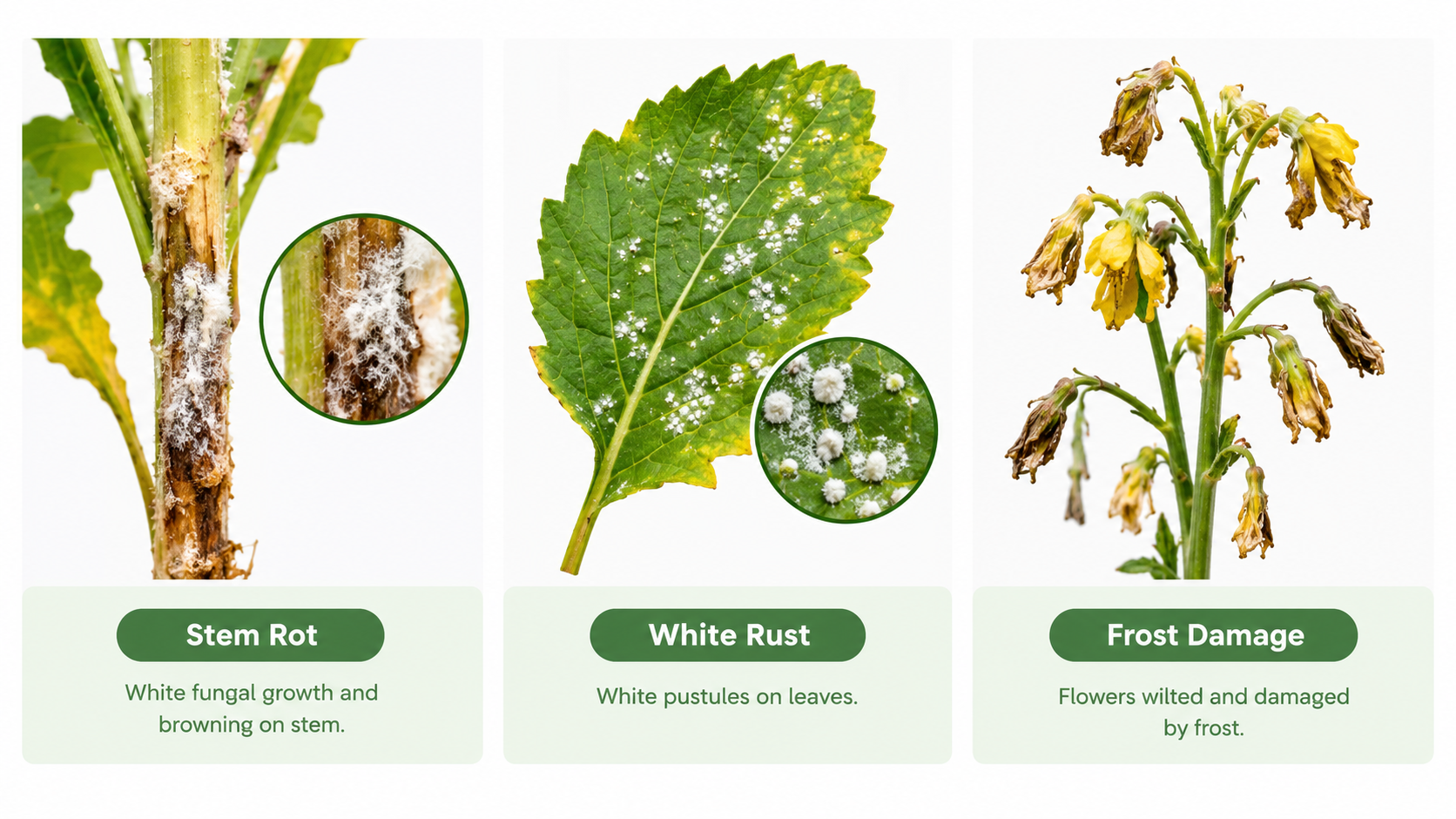 Comparison of stem rot, white rust and frost damage in mustard