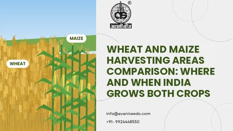 Wheat and maize harvesting areas comparison in India