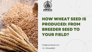 Learn how wheat seed is produced in India, from breeder and foundation seed to certified seed, processing, testing and tagging before it reaches your field.