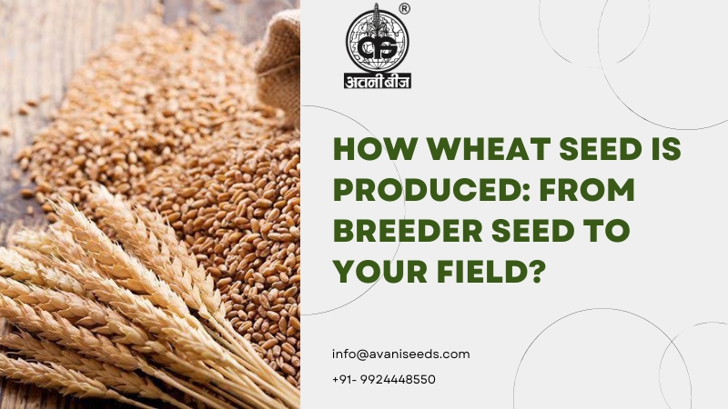 Learn how wheat seed is produced in India, from breeder and foundation seed to certified seed, processing, testing and tagging before it reaches your field.